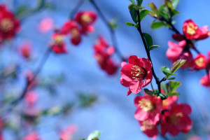 10007-red-flowers-on-a-tree-branch-pv