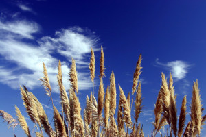 peaceful-view-1511586-639x426