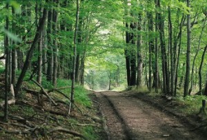 peacefull-road-by-Galvin-Bisserup-jr