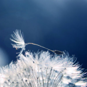 dandelion-flower-