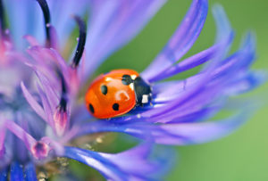 ladybug-a-beetle-the-