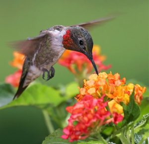 1974ff9829f24815d40234958ee12a5a