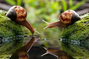 snails-animals-